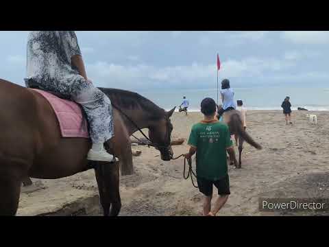 Canggu Beach scenes Surf beach and stray dogs
