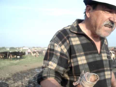 Casa vacarului din satul Baba Ana - partea 2