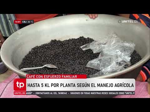 Más de 300 productores participan en la tercera cosecha de café en Bella Flor, Pando