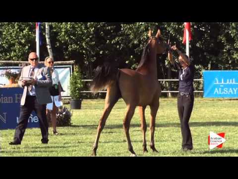 N.87 SCAHRTEYN ARA - Ströhen 2015 B-Show - Yearling Colts (Class D)