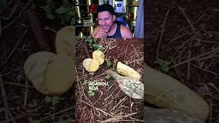Galinha passou na hora certa, ou errada? #humor #shorts #shortsfeed #videosengracados