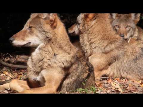 The Red Wolf - An American Icon