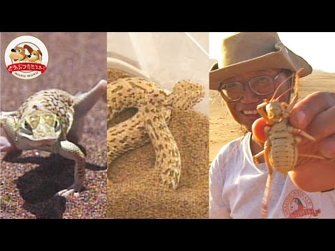 黄色い実をつけたピラカンサ