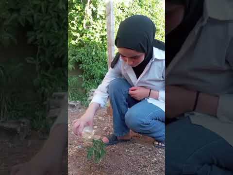 Planting and Caring for Medicinal Plants/Greening for well being Project/Nisreen Alswaiti/Jordan