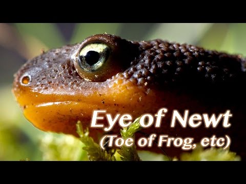 Everyday Magical Things ~ Eye of Newt (Toe of Frog, etc)