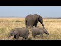 Kenya Safari En 7 Días