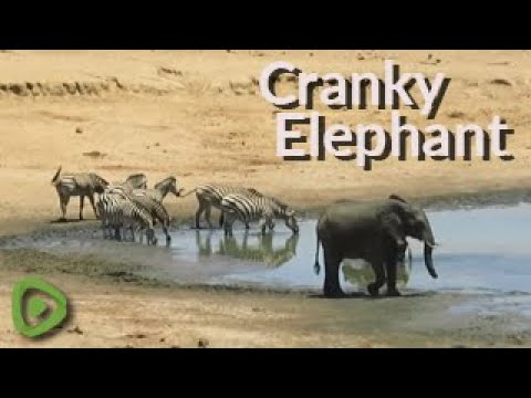 Elephant scares lone zebra into the water with an aggressive charge