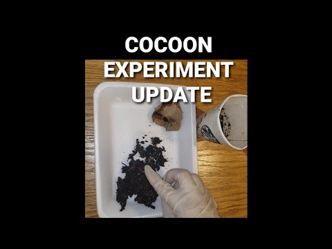 Red Wiggler Worm Cocoon Experiment Update #4 | Moving A Few Worms To New Bin | 2 Weeks Later