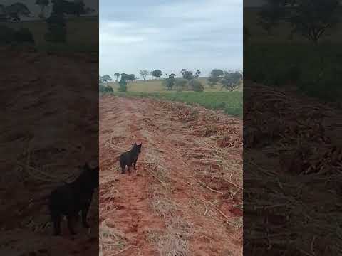 Porto Rico Paraná