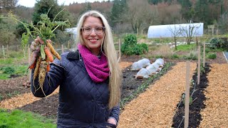 The Garden in February - Harvesting veg, DIY berry trellis, and Garden Tour