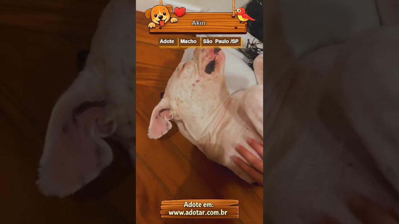 Cachorro raça Pit-Bull idade 2 anos nome Akin