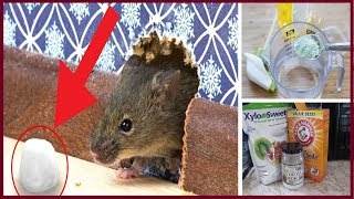 How To Killing Rats With Baking Soda Is The Fast Acting Home Remedy -- LoPeet
