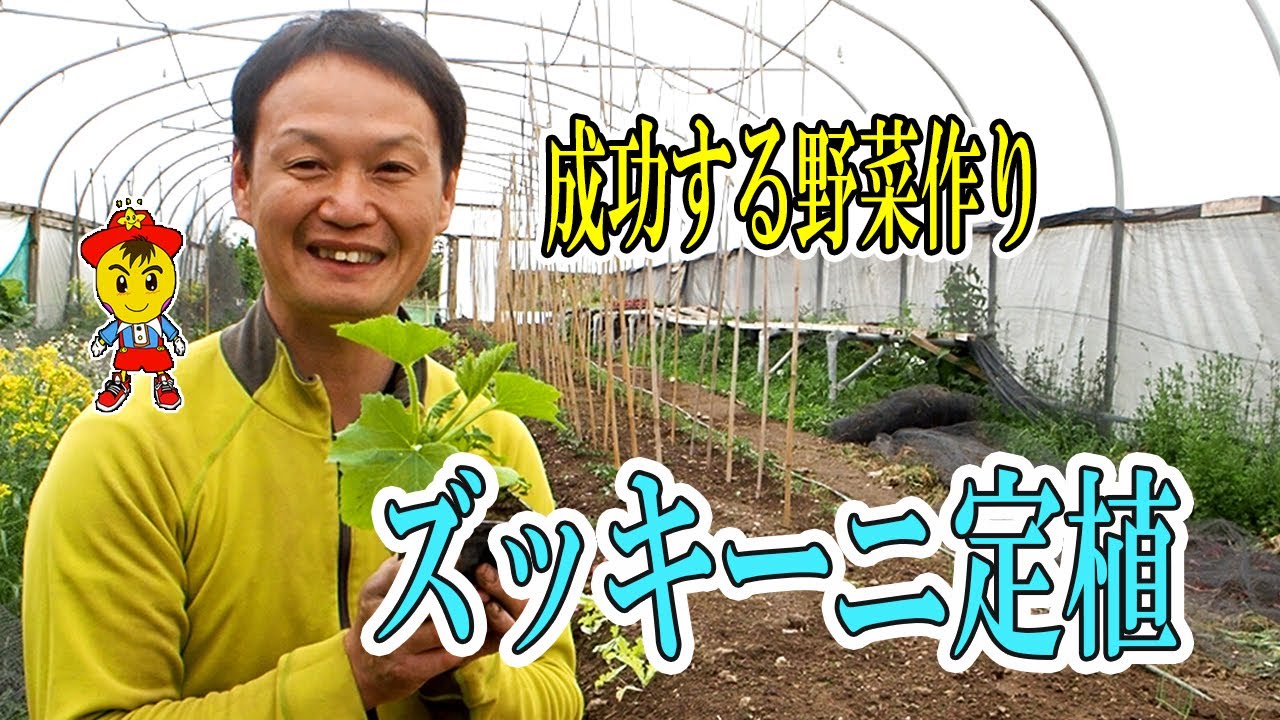 自然栽培の育苗ハウス見学とズッキーニ定植のポイント