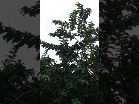 Salto do céu matogrosso