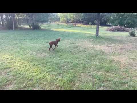Magyar Vizsla Welpe kaufen