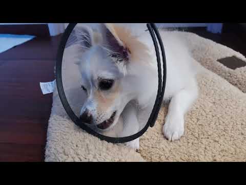 Pomchi getting better after chemical burn to her eye