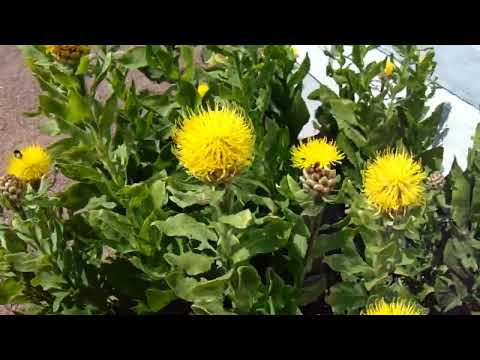 Centaurea macrocephala Willd.