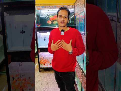 Red king kong parrots at wow aquatics Bangalore