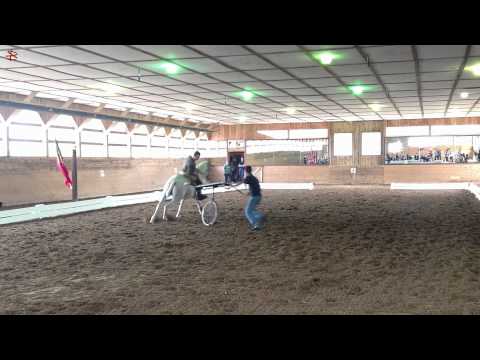Sons Of The Wind - Portuguese Schools Contest - Lusitano Horse.flv