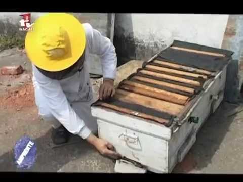 1/3 Sfaturi inmultire albine Topirea ramelor pt. ceara stupina Apicultura incepatori 24-Apr-2010