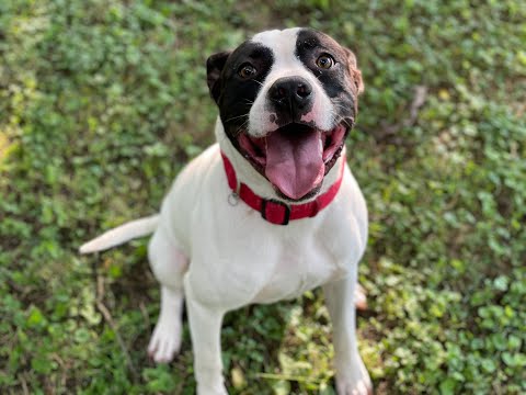 Bobby McGee, an adopted American Staffordshire Terrier & American Bulldog Mix in Nashville, TN_image-1