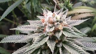 Organic Greenhouse Flower Room Update The Reset #4 #kowekast #bloomplus