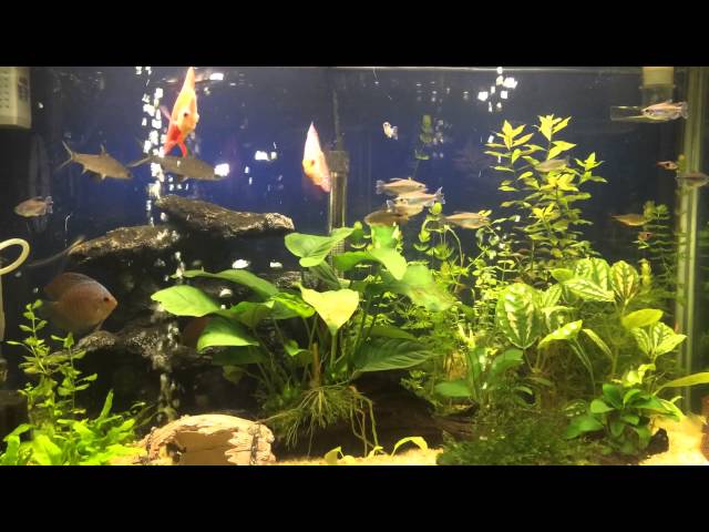 My Discus fish tank 2014