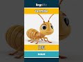 termite - 白蚁 video thumbnail