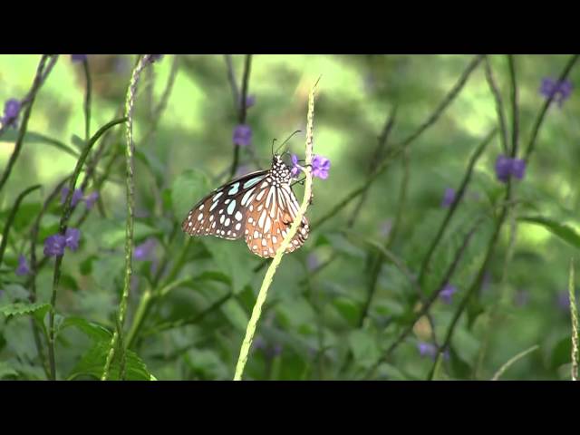 Film for Purple Butterfly -2015.12.13