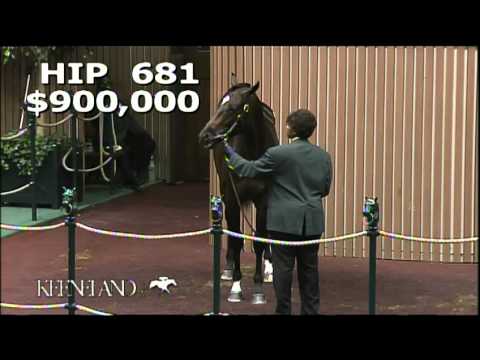 2013 September Yearling Sale - Hip 681, Tapit-Ava Knowsthecode colt