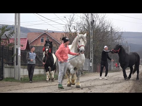 download lagu mp3 mp4 Caii, download lagu Caii gratis, unduh video klip Caii