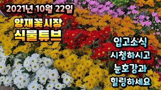 양재꽃시장 식물튜브 [남천, 아레우카리아, 하트펀 고사리, 장미베고니아, 바이올렛, 구절초, 포인세치아, 비…