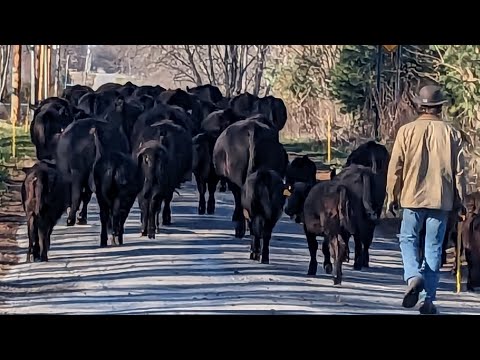Indiana Cattle Drive | Moving cattle down the road without a trailer