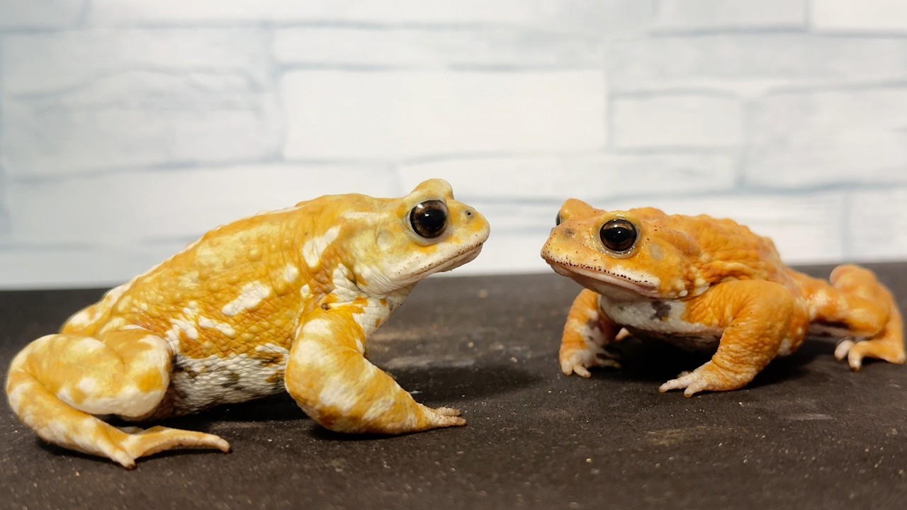 【生音ASMR】ミヤコヒキガエルの食事音