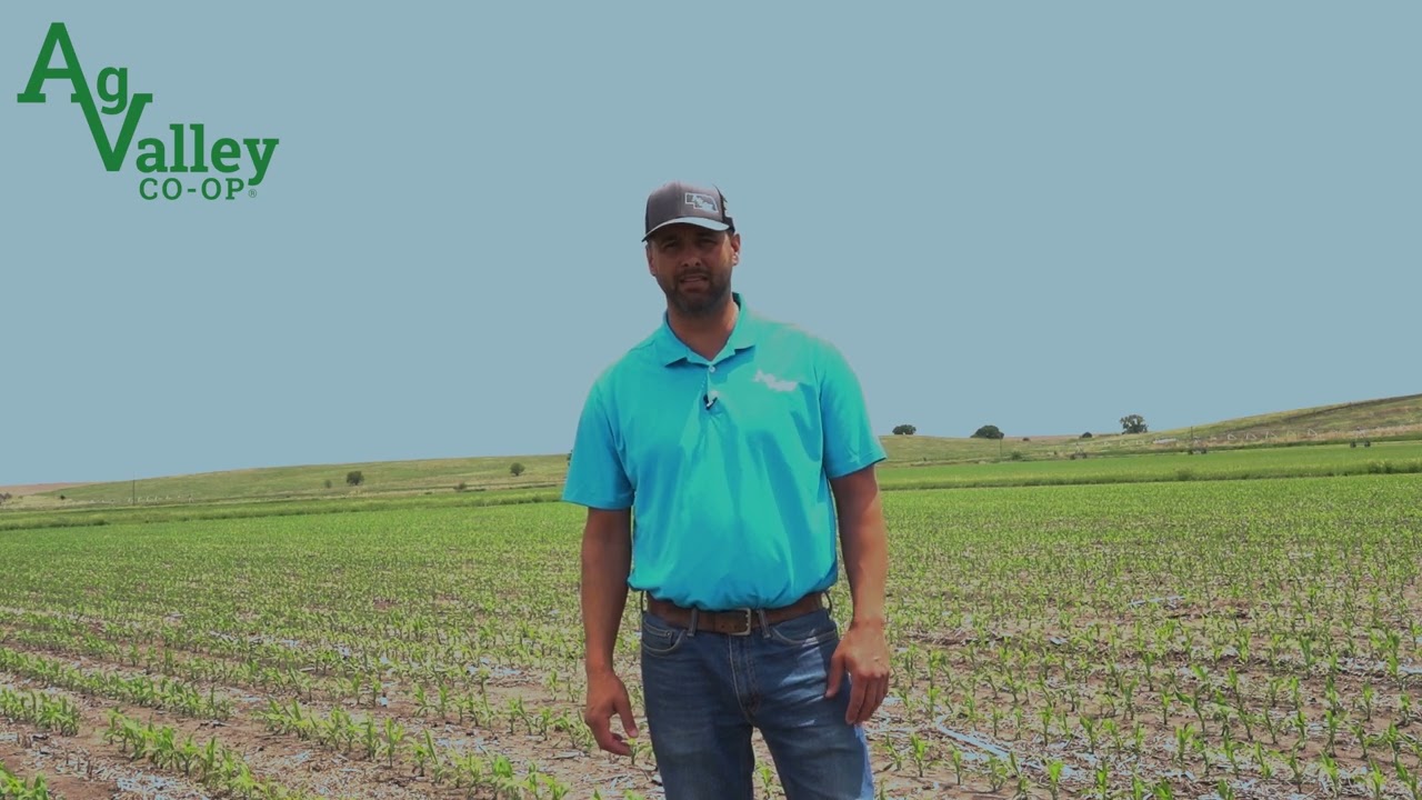 AVX Update Legend Elite