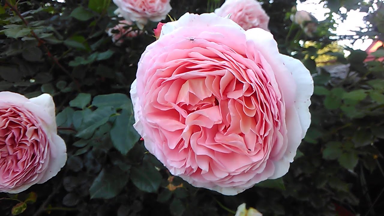 Роза Д.Остина Абрахам дерби-описание сорта????????; цветение роз и клематисов????