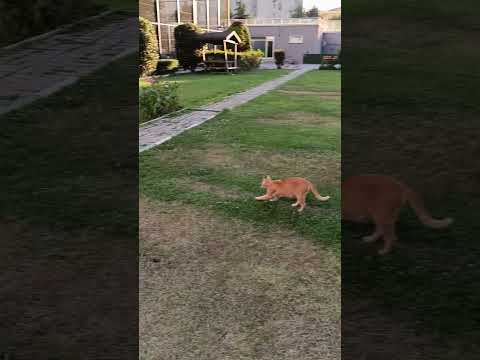 cat and  her kittens