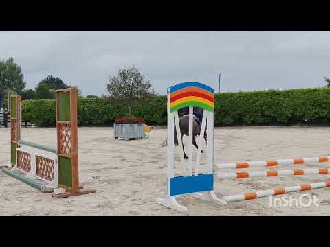 Super 12.2 pony 7yr old - Image 2