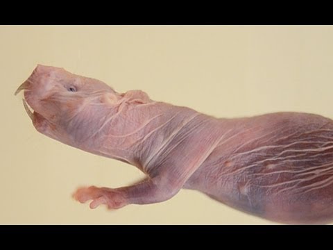 UIC research: The life & times of naked mole-rats