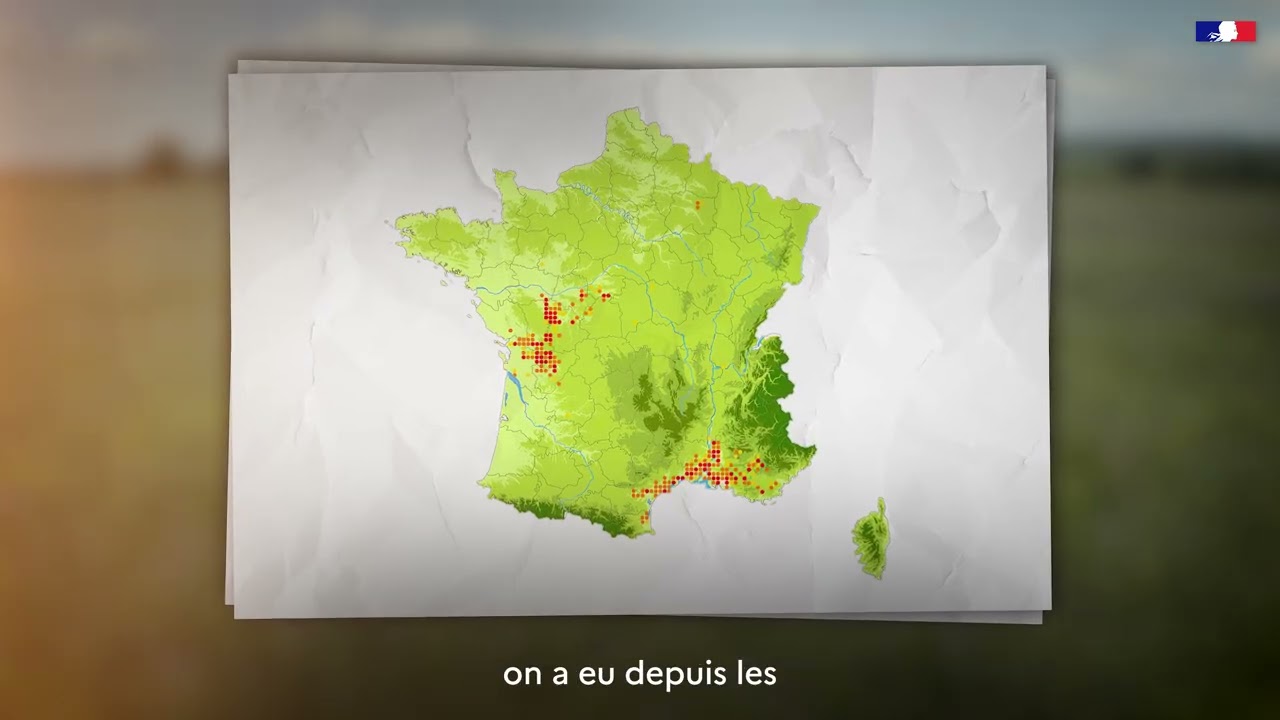 L'Outarde Canepetière