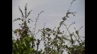 5 DAYTIME UFO'S BUSHEY HERTFORDSHIRE 22/06/14