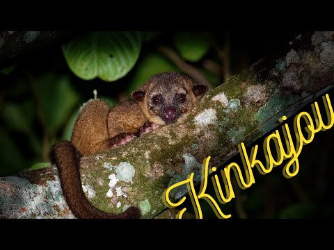 カニクイザルについて詳しく解説