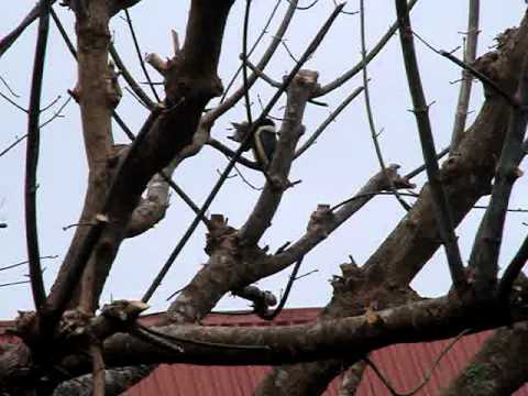 Kingfisher kills Sparrow in New Zealand