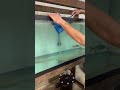 Buying SUPER RARE Aquarium FISH 500