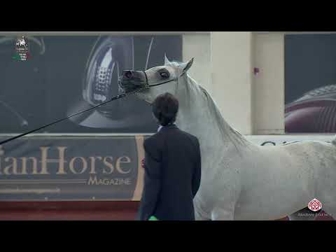 N 111 MOHAI   Italian Nationals 2020   San Giovanni In Marignano   Stallions 4 to 6 Years Old Class