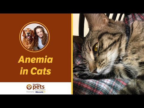 Dr. Becker Talks About Anemia in Cats