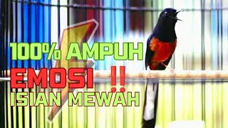 Download lagu PANCINGAN EMOSI MURAI BATU AGAR BONGKAR ISIAN - Murai Batu Gacor isian Mewah mp3 Download lagu PANCINGAN EMOSI MURAI BATU AGAR BONGKAR ISIAN - Murai Batu Gacor isian Mewah mp3