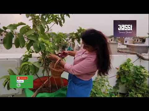 fresh and organic fruits in my garden | Jassi terrace garden| Jaswinder kaur #organic