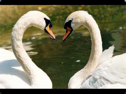 Anisoara Puica - Ochii mei