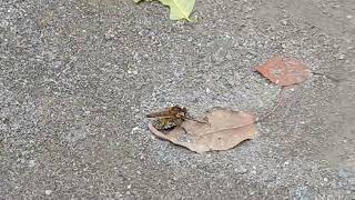大黄蜂和甲虫蛮战